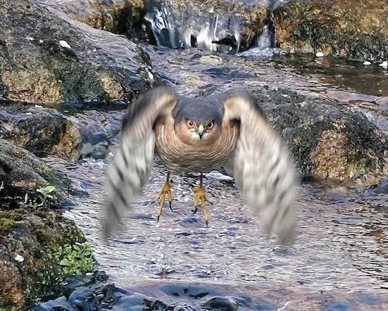 sparrowhawk